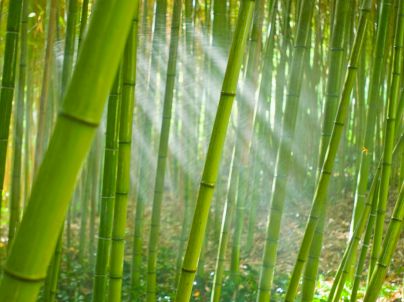 Bamboo – Ippo Ippo